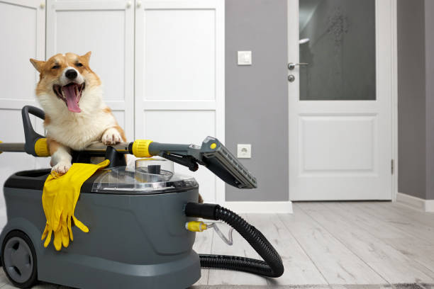 Say Goodbye to Pet Hair! These Tips Will Transform Your Cleaning Routine!